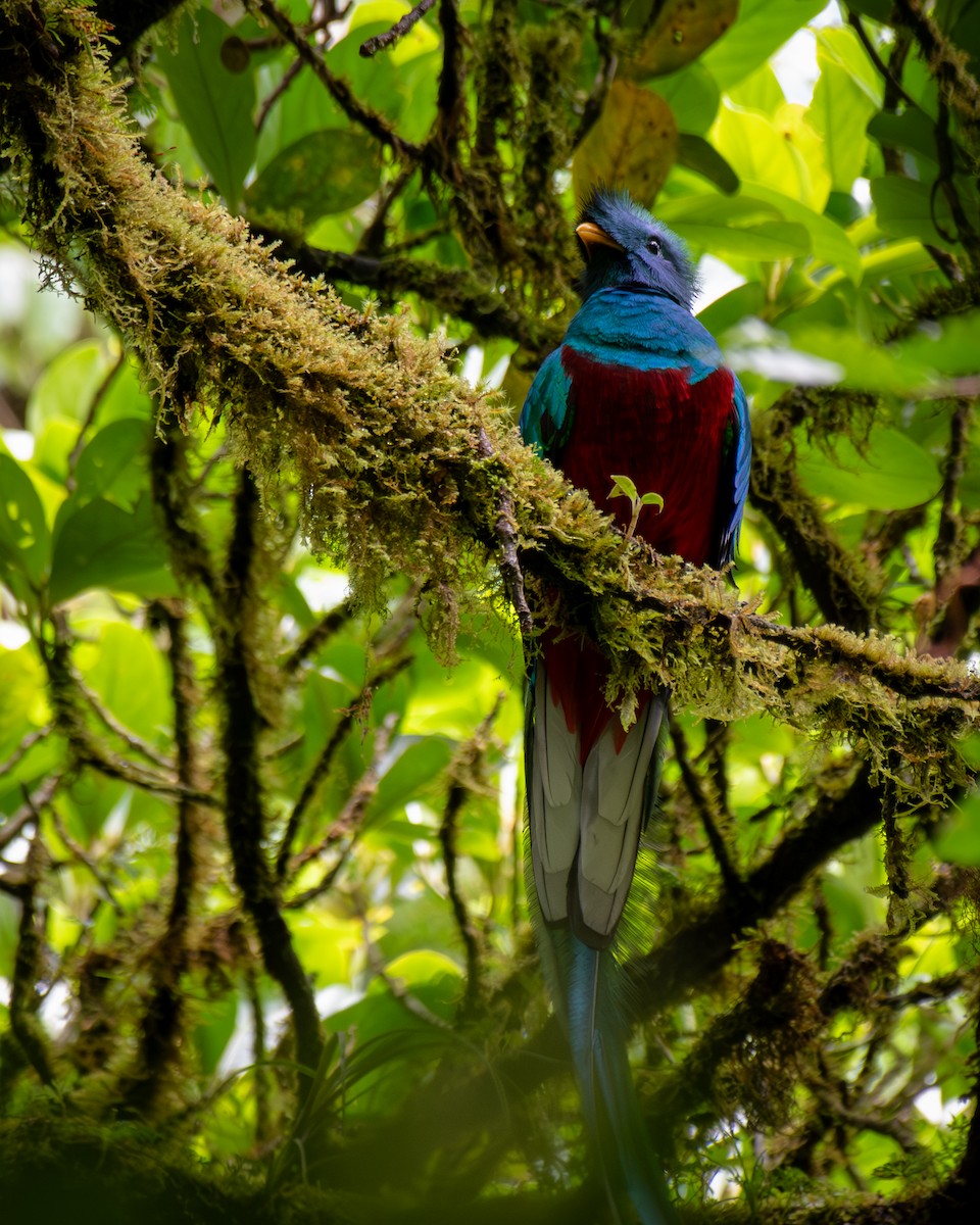 kvesal chocholatý - ML645812516