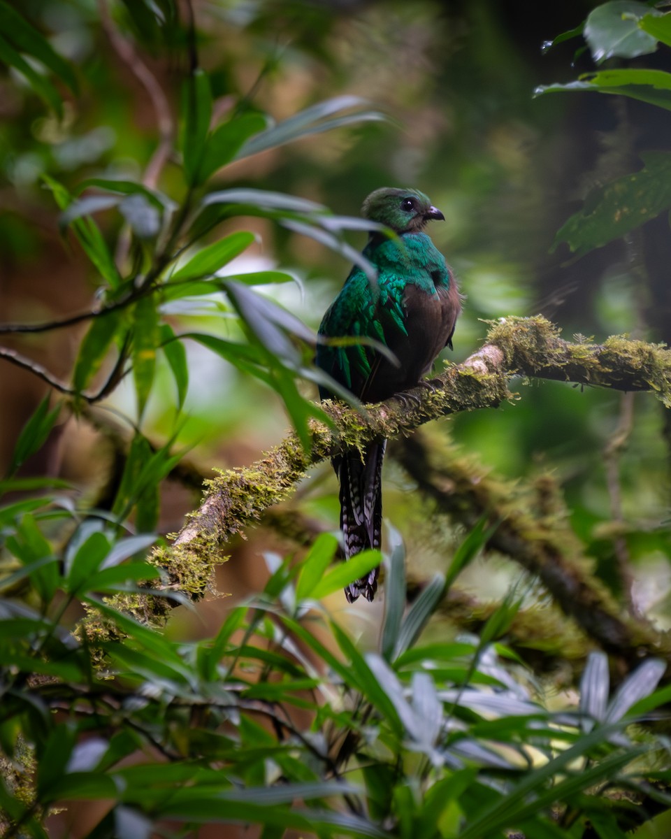 kvesal chocholatý - ML645812517