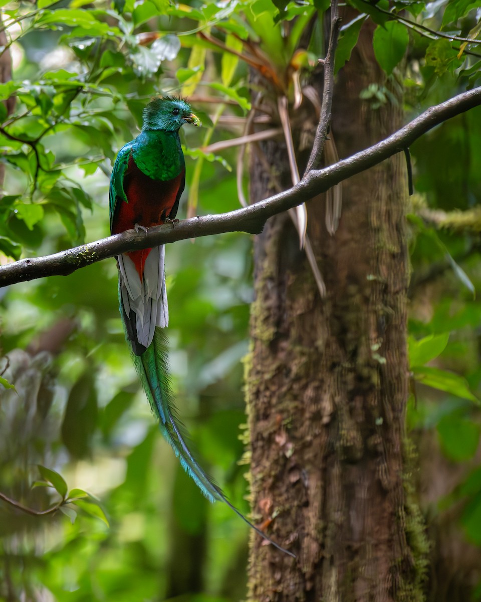 kvesal chocholatý - ML645812518