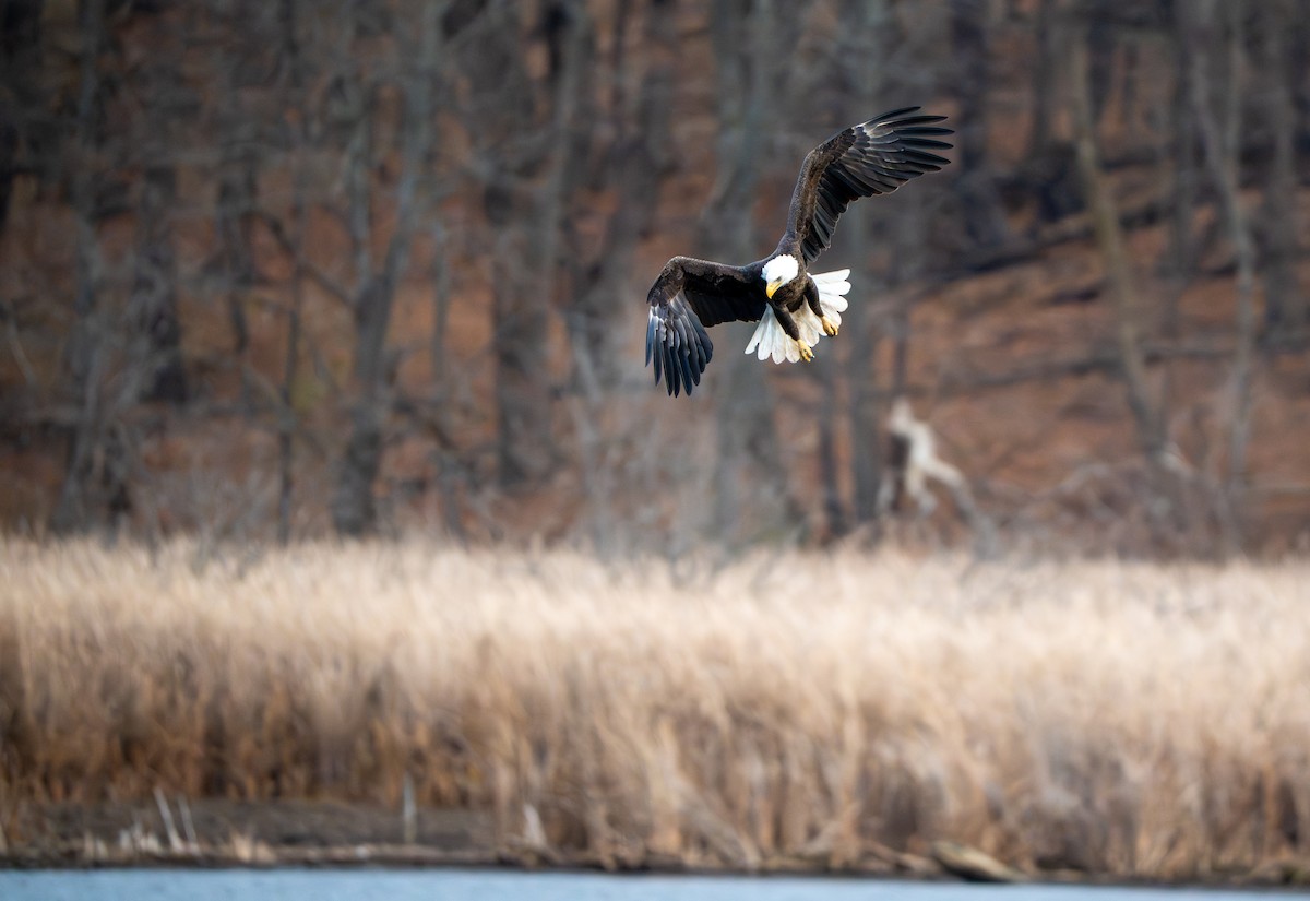 Bald Eagle - ML645812520