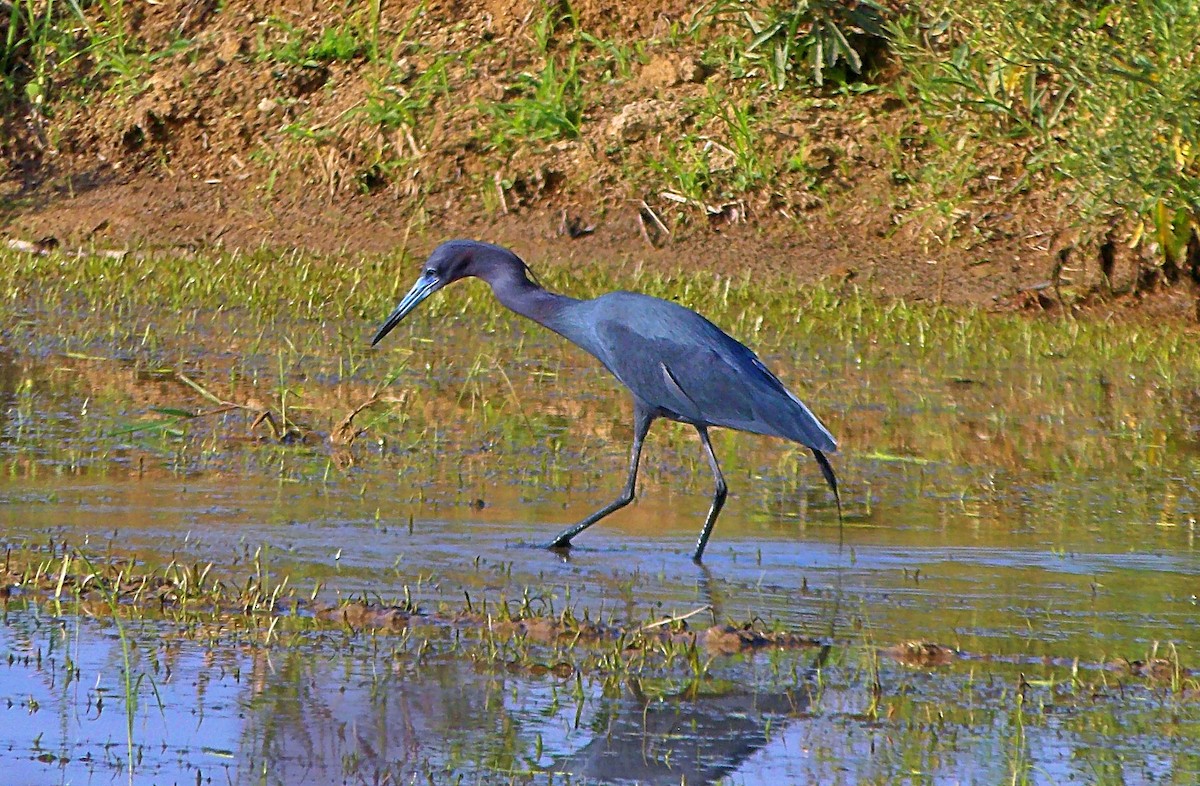 Little Blue Heron - ML645812523