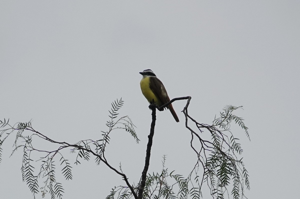 Great Kiskadee - ML645812524