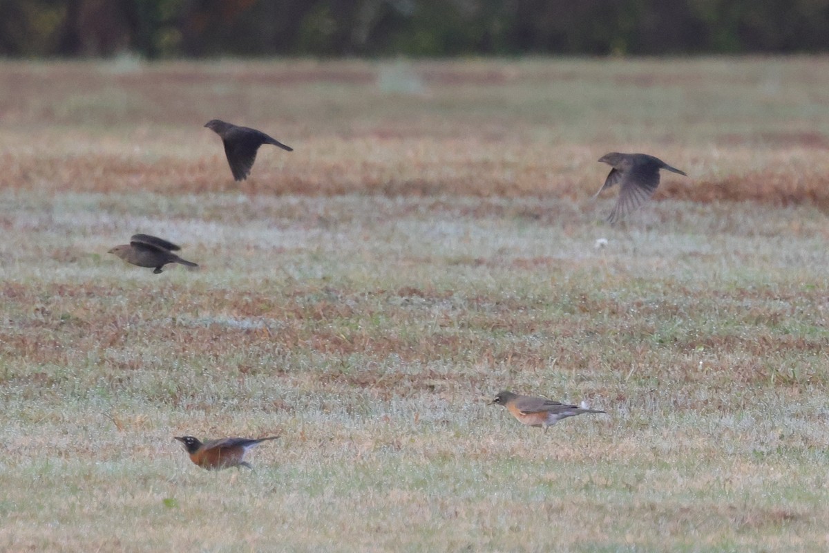 Brown-headed Cowbird - ML645812525