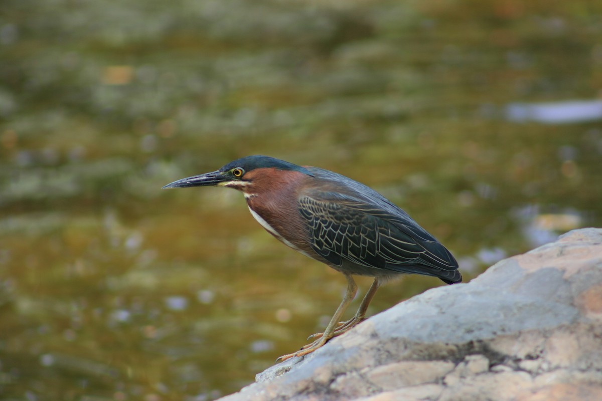Green Heron - ML645812526