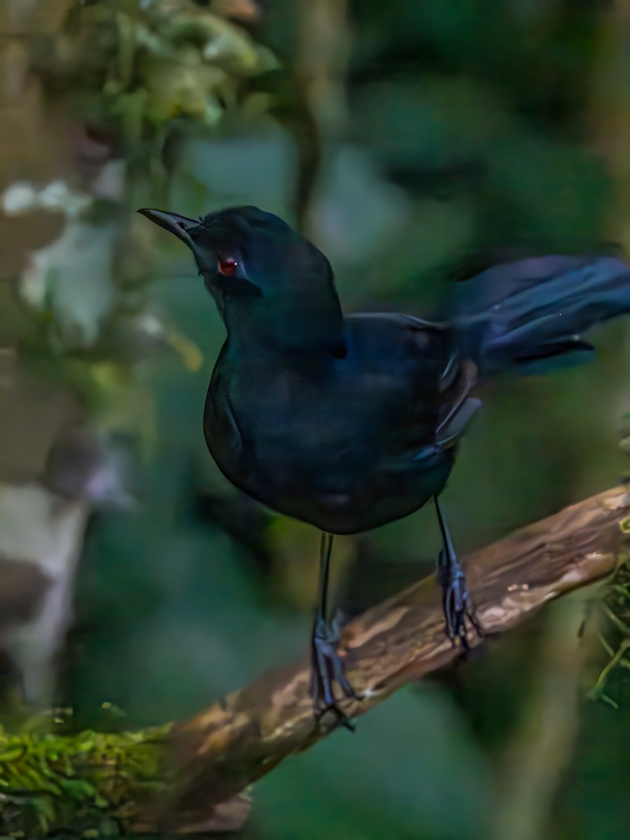 Western Fire-eye - ML645812527