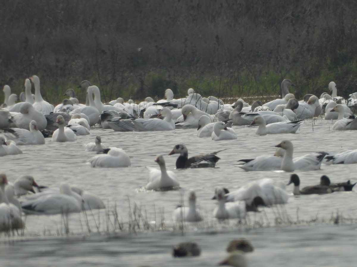 Snow Goose - ML645812529
