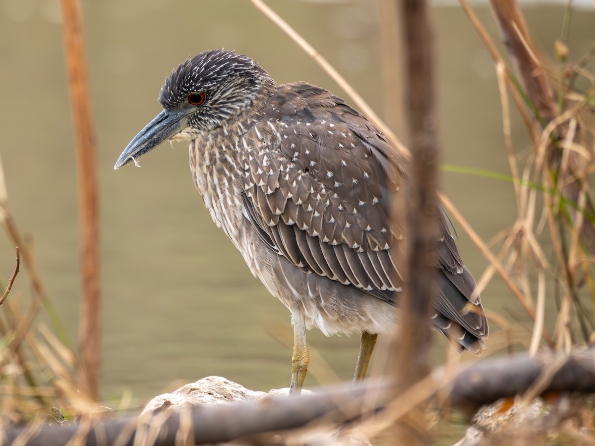 Yellow-crowned Night Heron - ML645812531