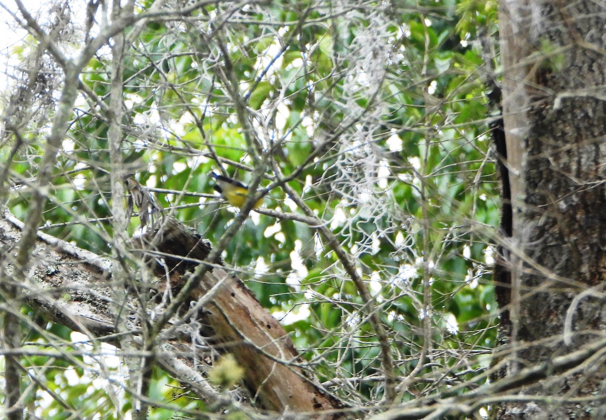 Slate-throated Redstart - ML645812532