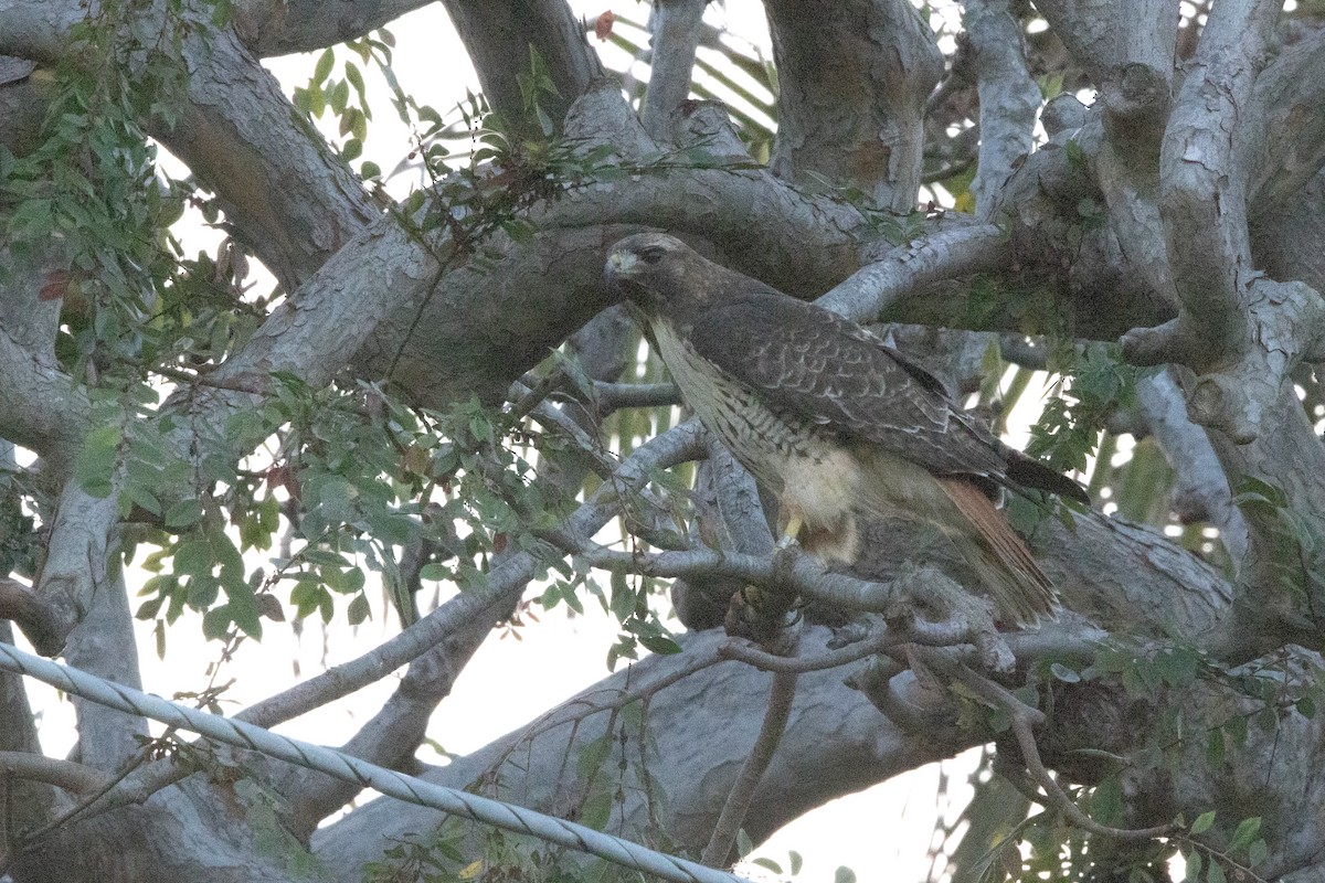 Red-tailed Hawk - ML645812533