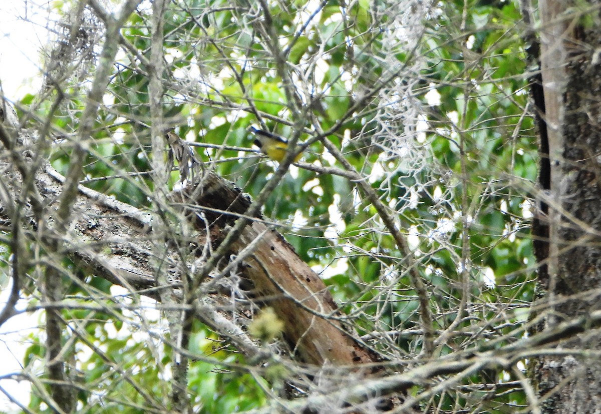 Slate-throated Redstart - ML645812534