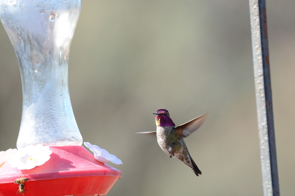Anna's Hummingbird - ML645812536