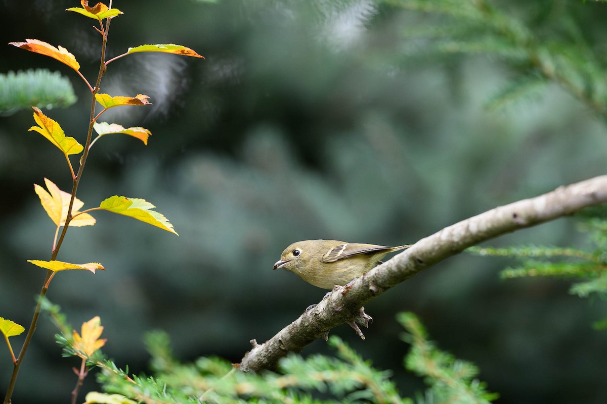 Ruby-crowned Kinglet - ML645812538