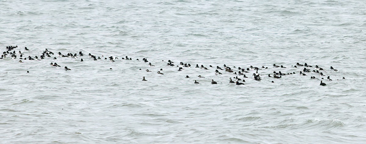 Black Scoter - ML645812539