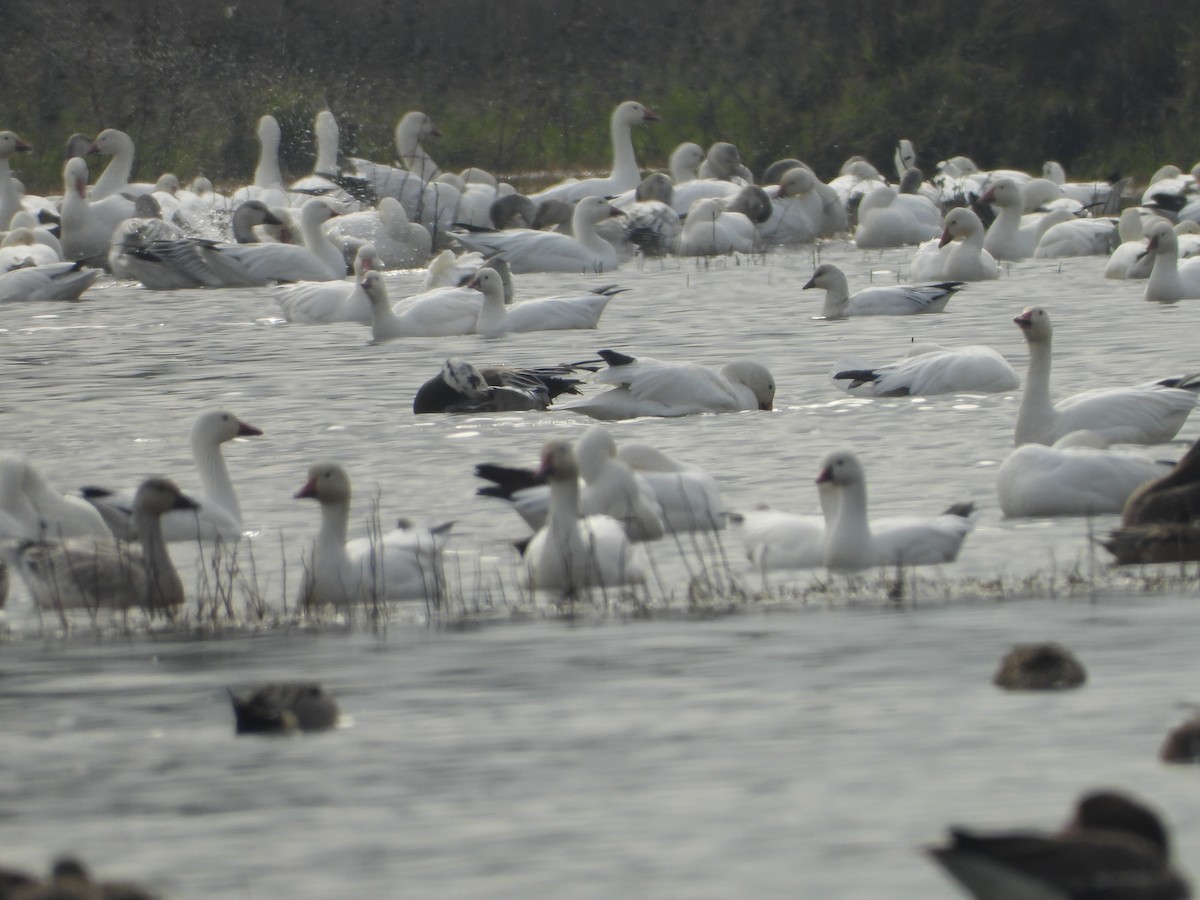 Snow Goose - ML645812540