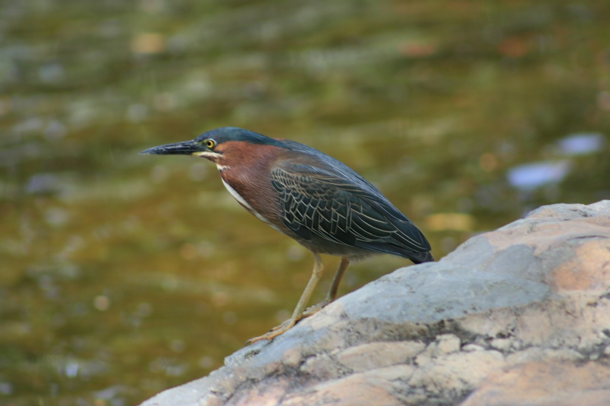 Green Heron - ML645812541
