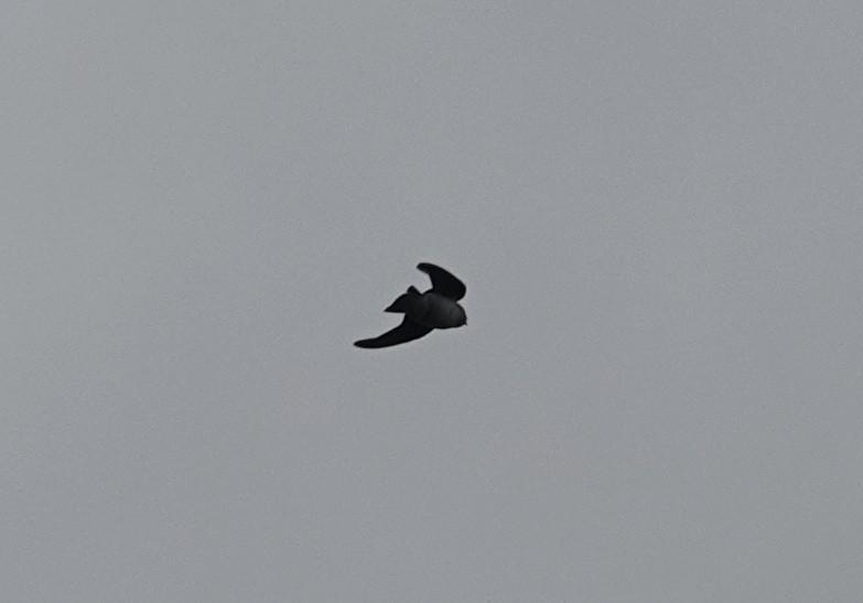 Violet-green Swallow - ML645812542