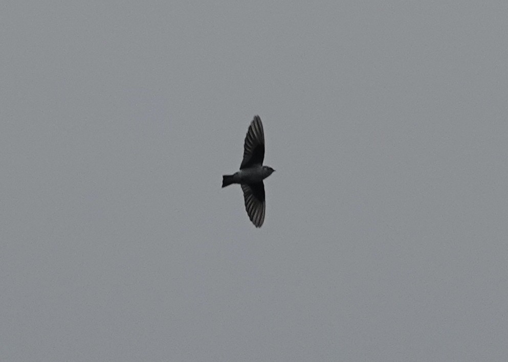 Violet-green Swallow - ML645812543