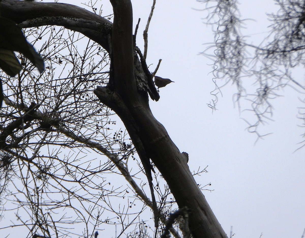 Southern House Wren - ML645812545
