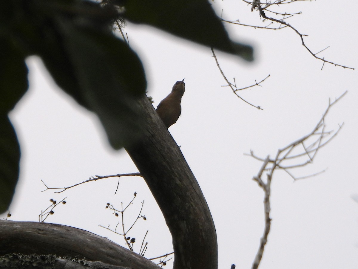 Southern House Wren - ML645812546