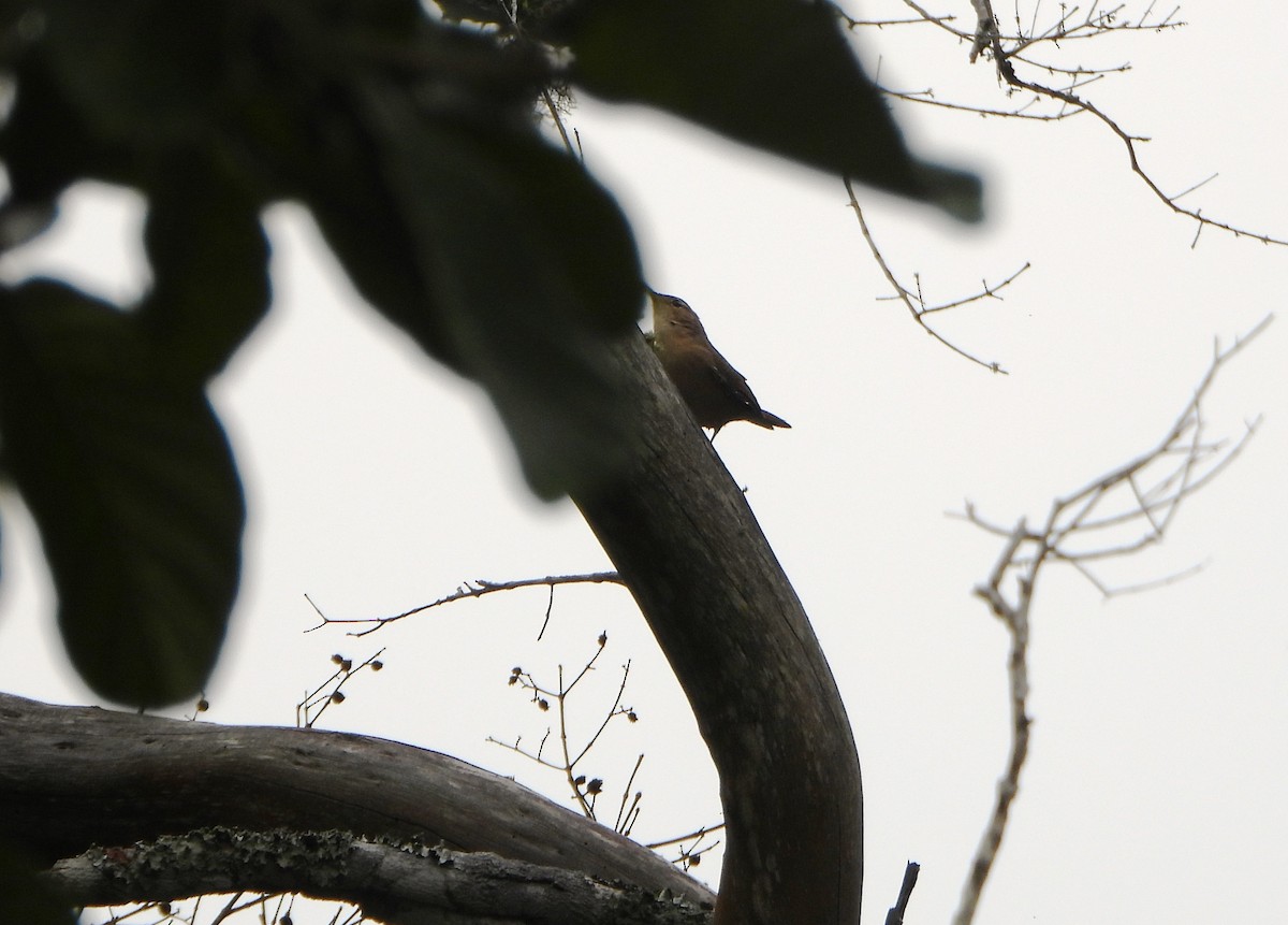 Southern House Wren - ML645812547