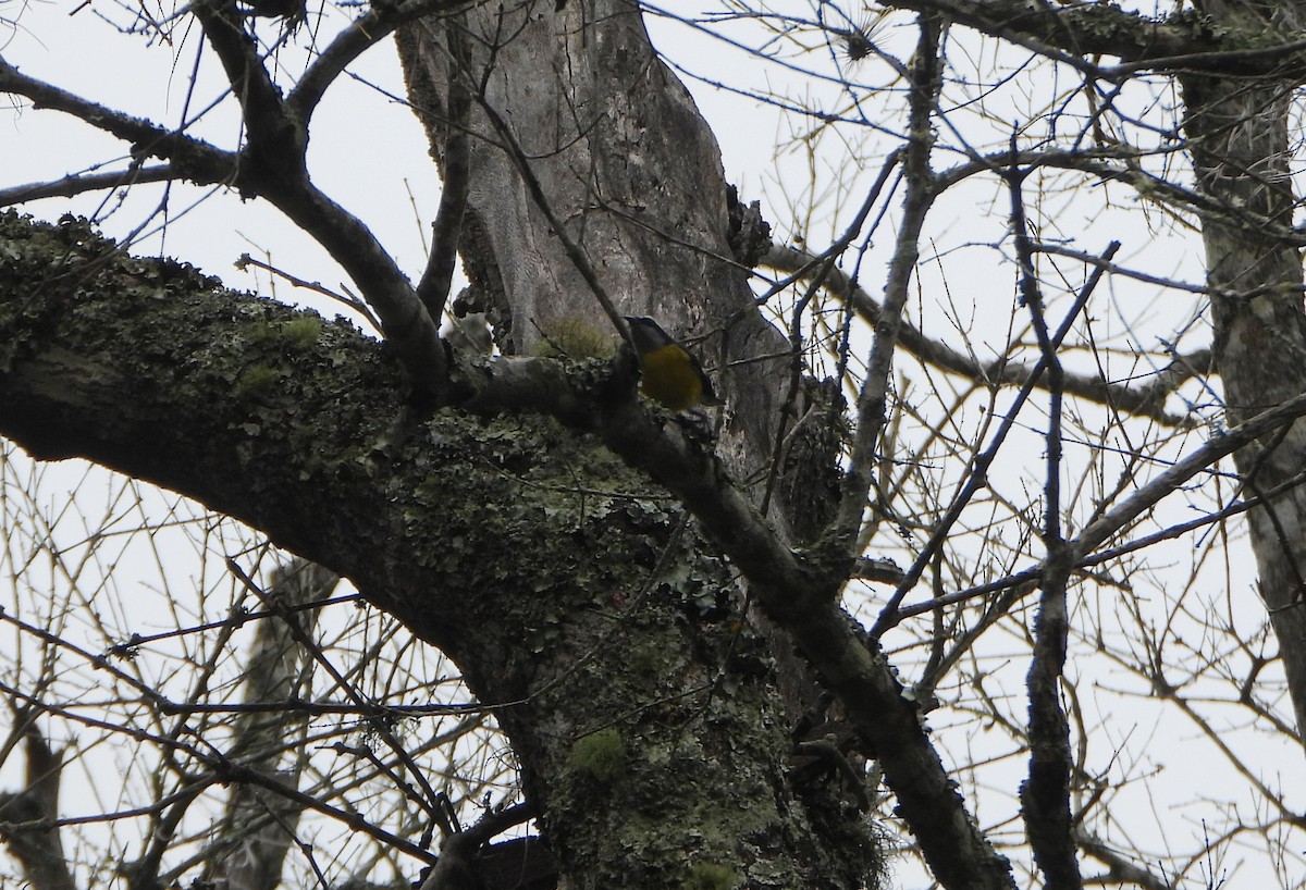 Southern House Wren - ML645812548