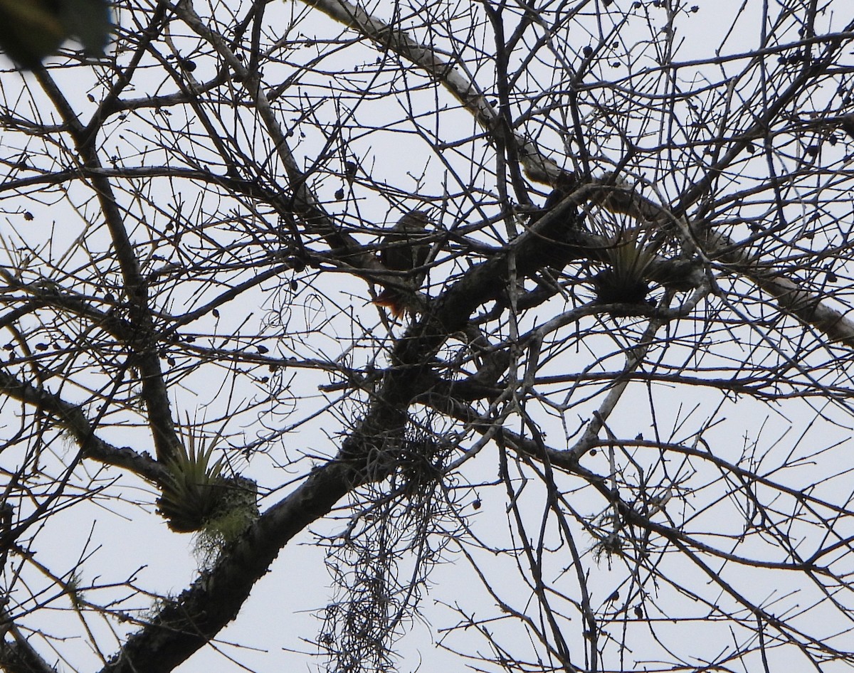 Southern House Wren - ML645812549