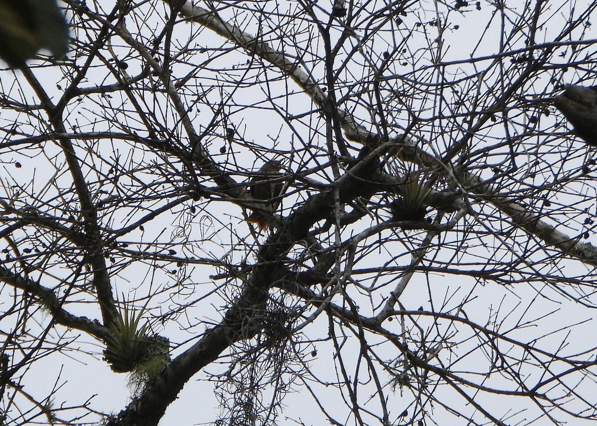 Southern House Wren - ML645812550