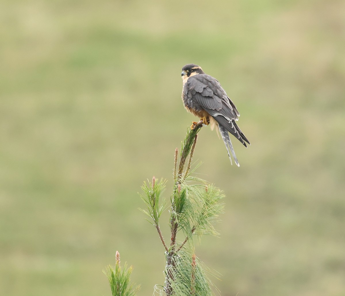 Aplomado Falcon - ML645812557