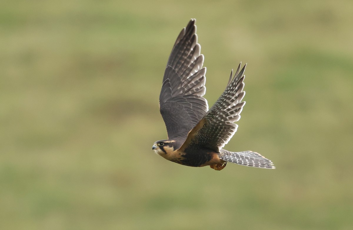 Aplomado Falcon - ML645812558