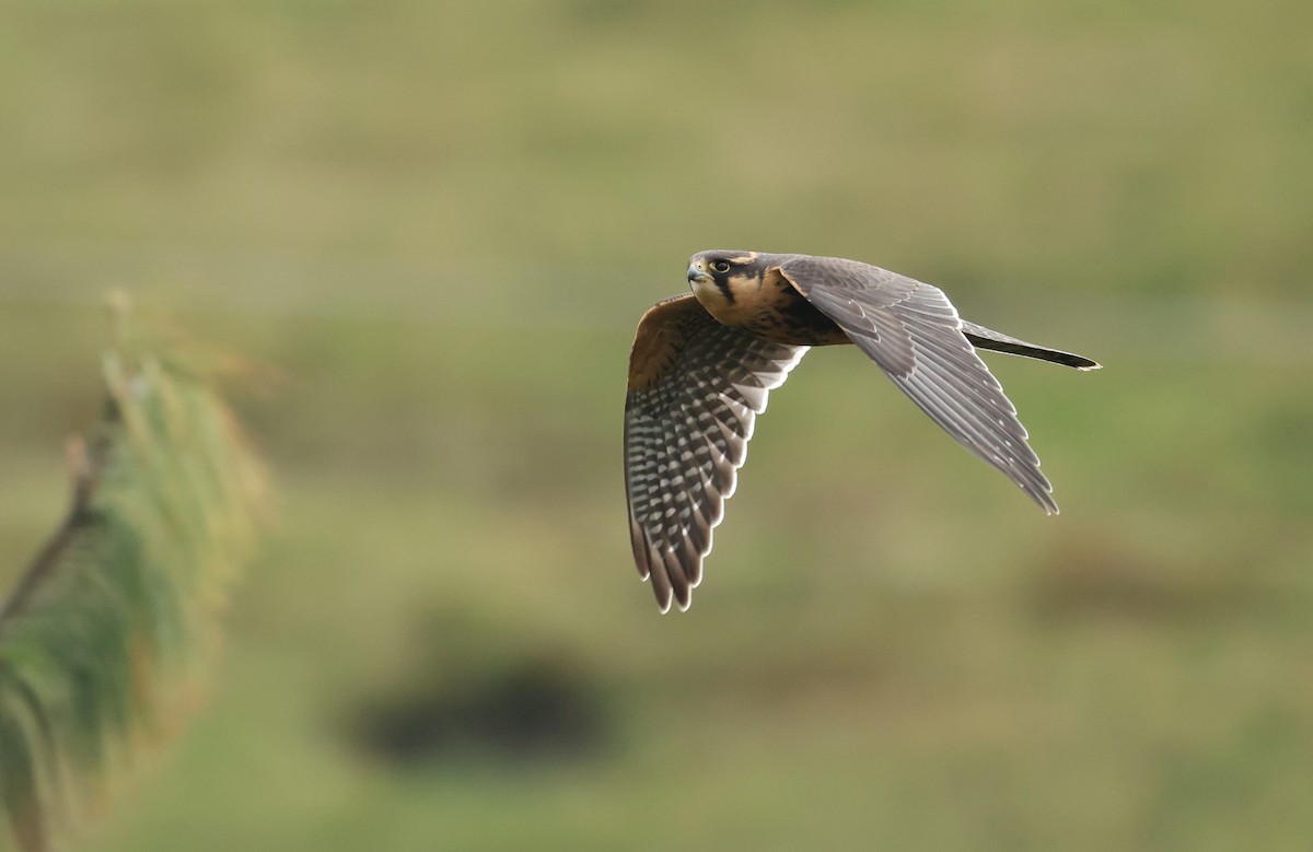 Aplomado Falcon - ML645812561