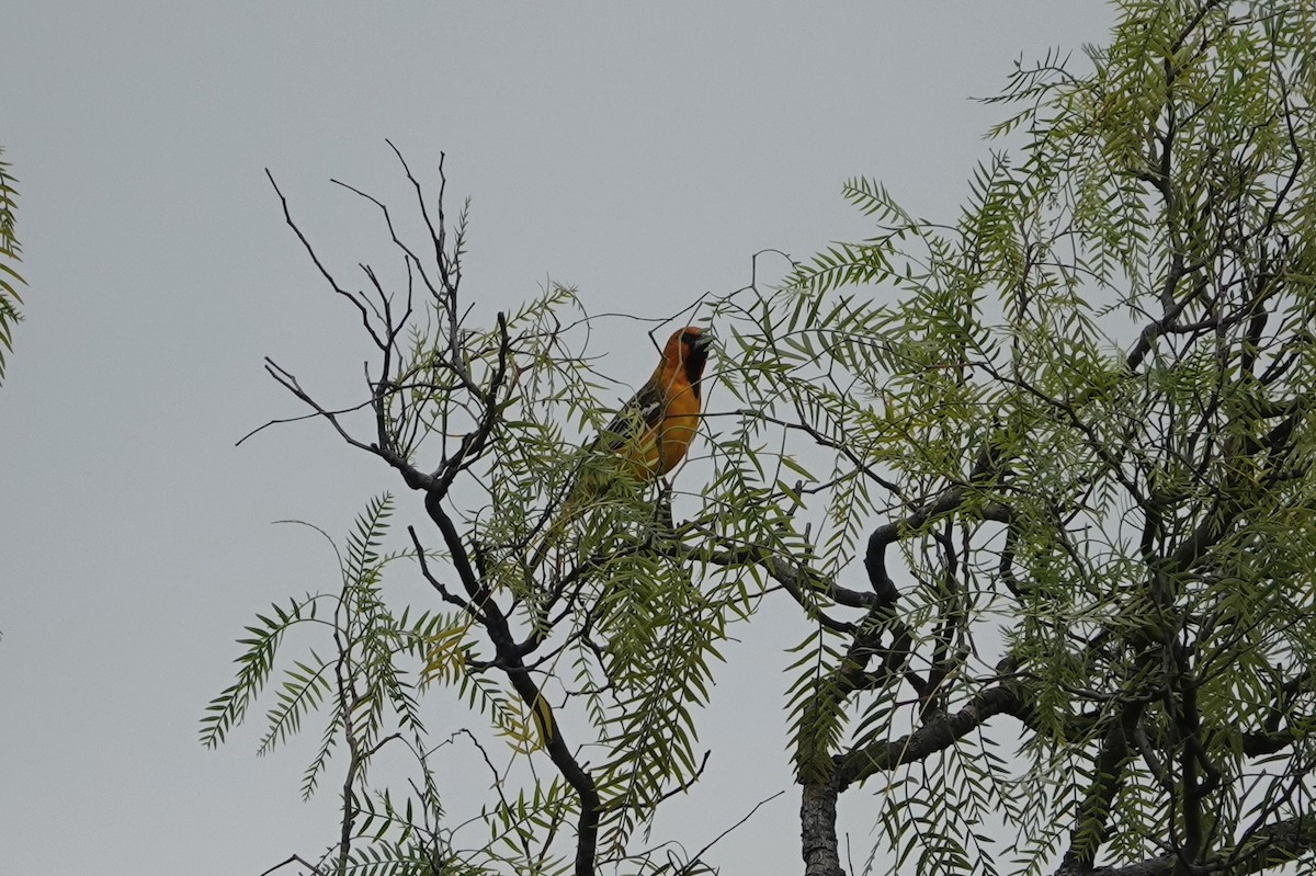 Streak-backed Oriole - ML645812564