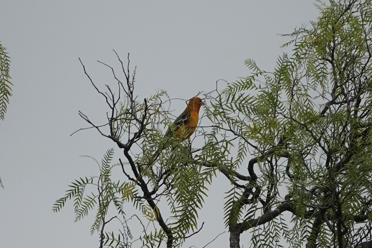 Streak-backed Oriole - ML645812565