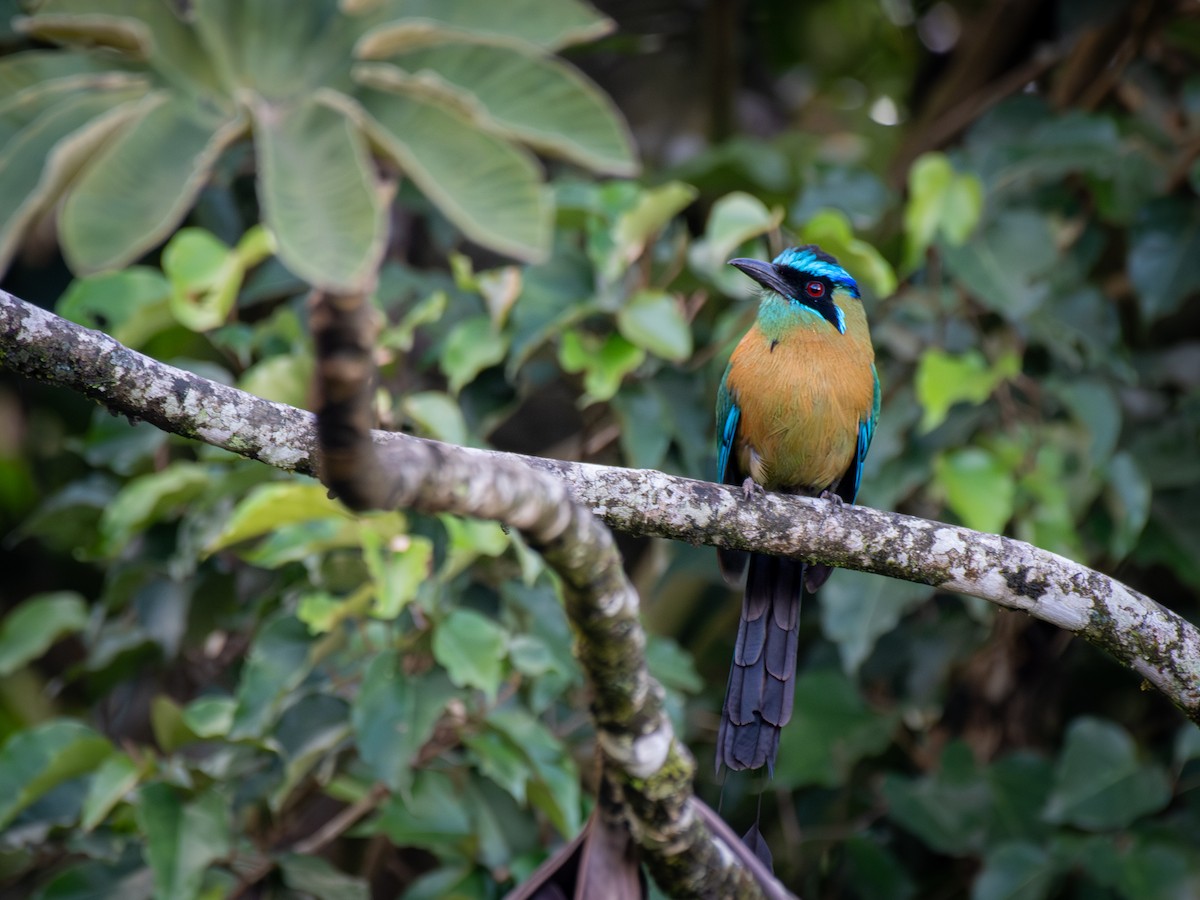 Lesson Motmotu - ML645812574