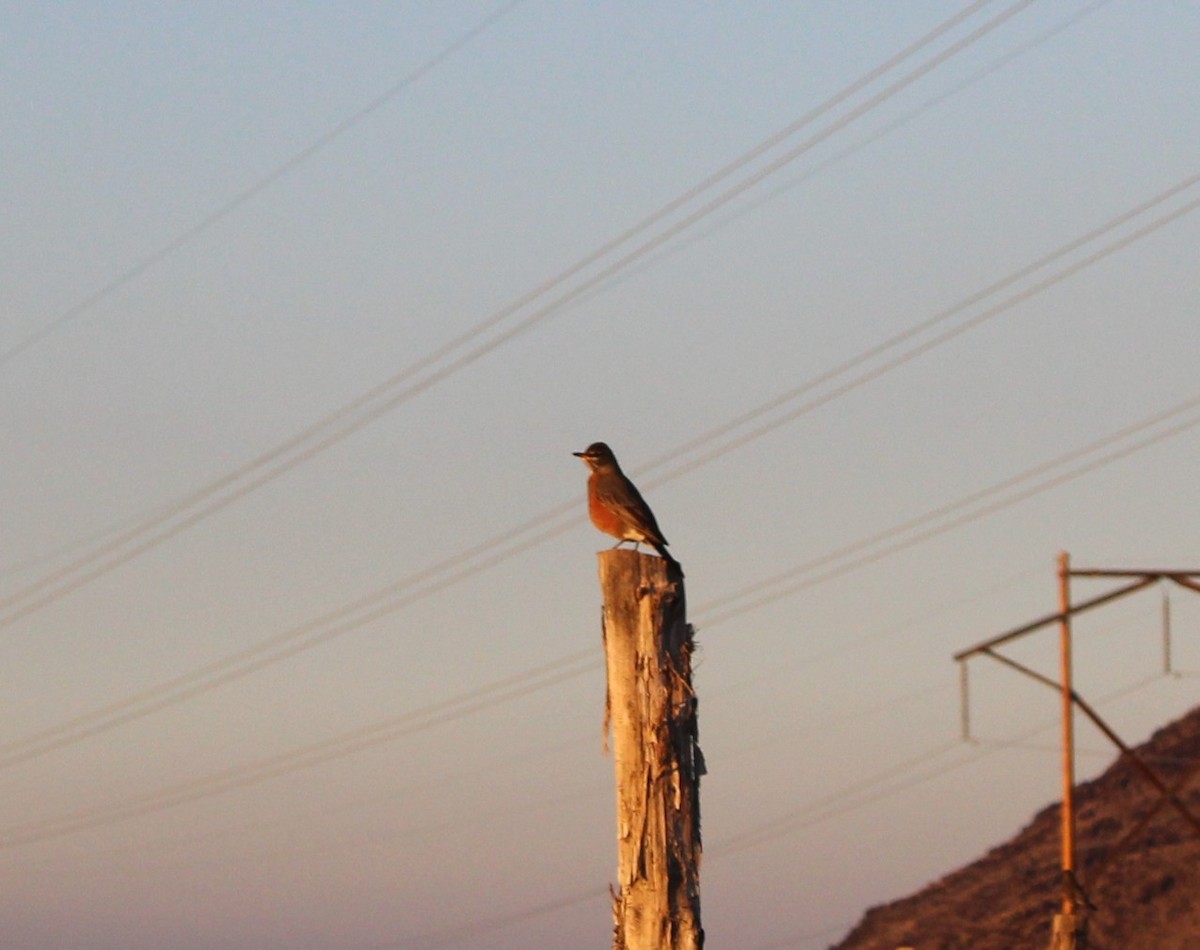 American Robin - ML645812577