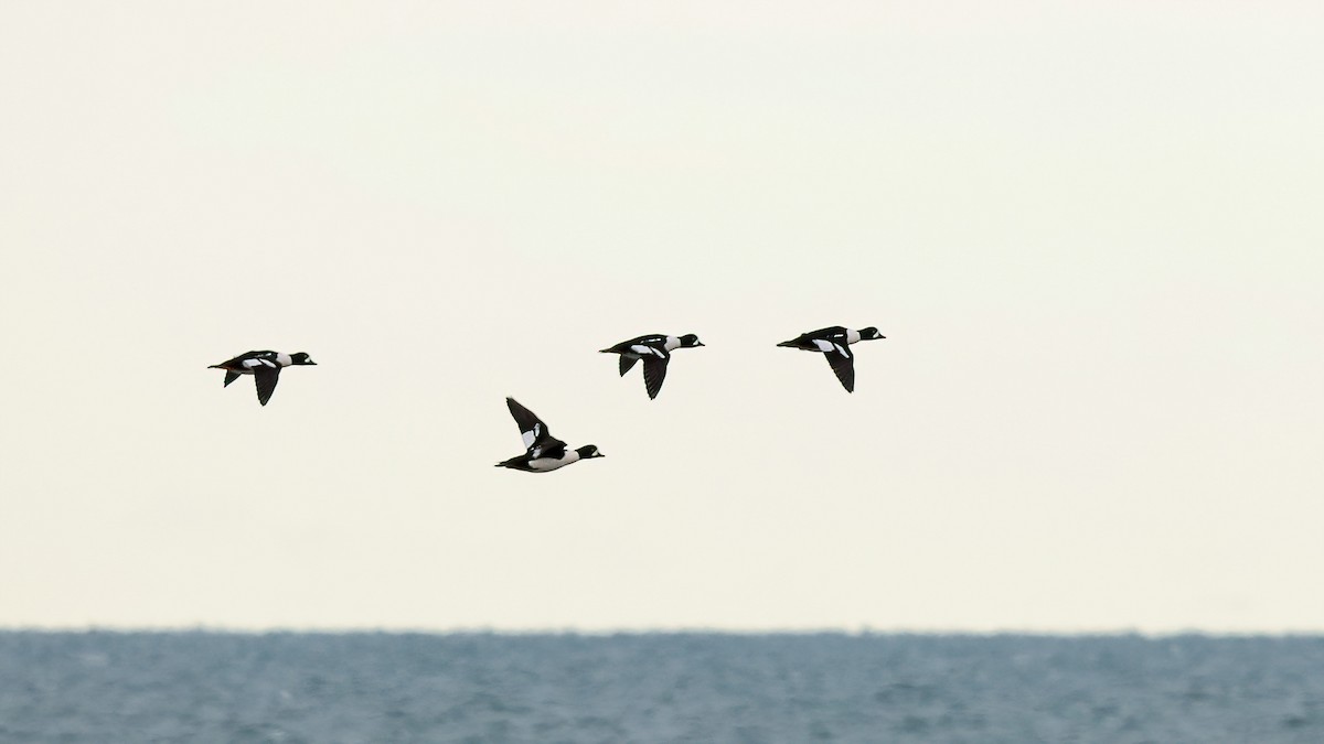 Murgilari islandiarra - ML645812579