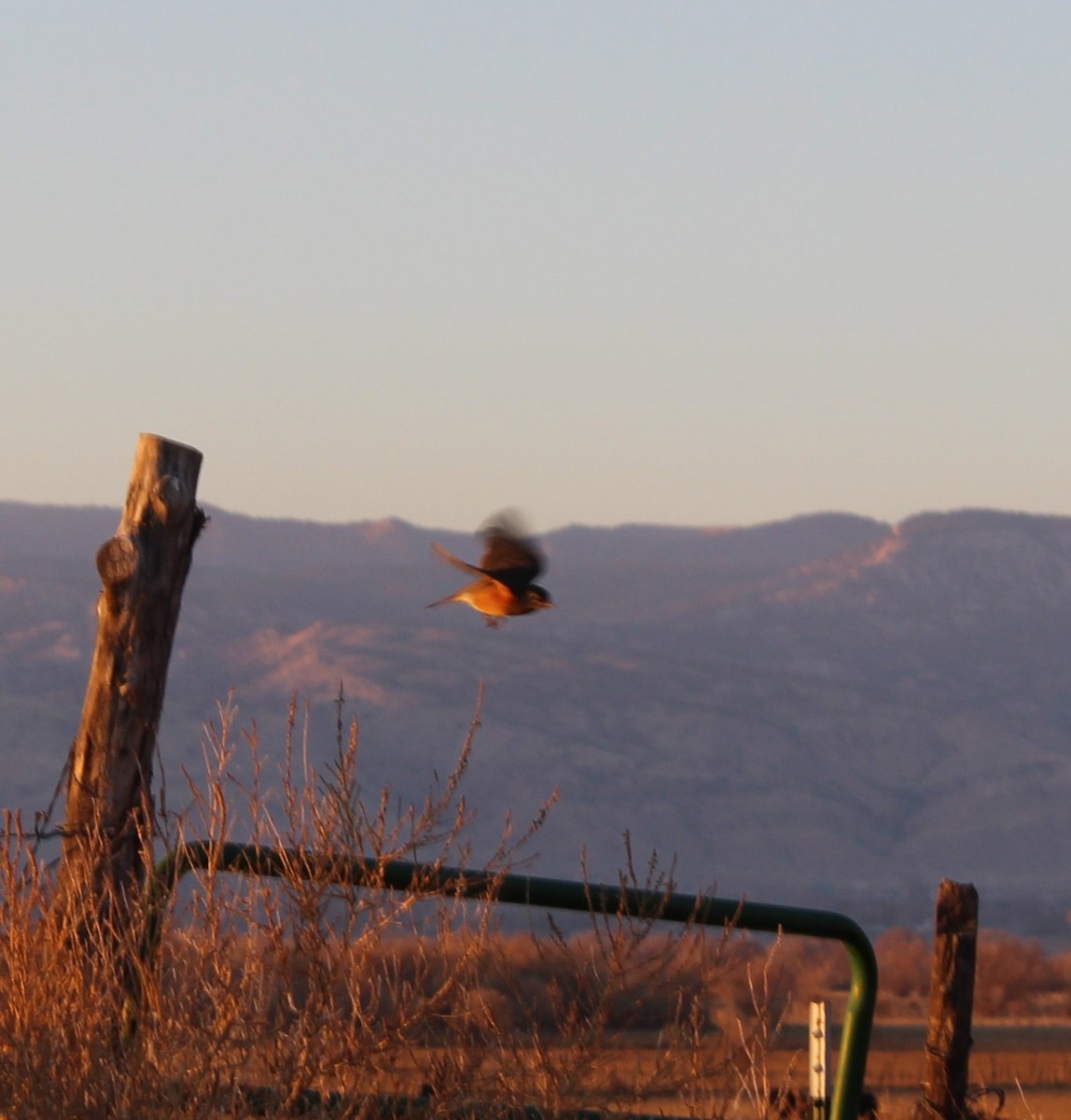 American Robin - ML645812581