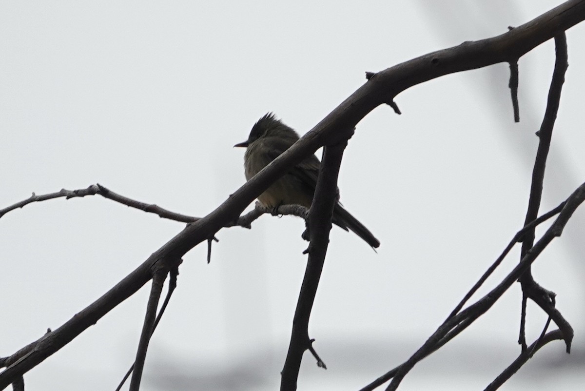 Greater Pewee (Mexican) - ML645812591