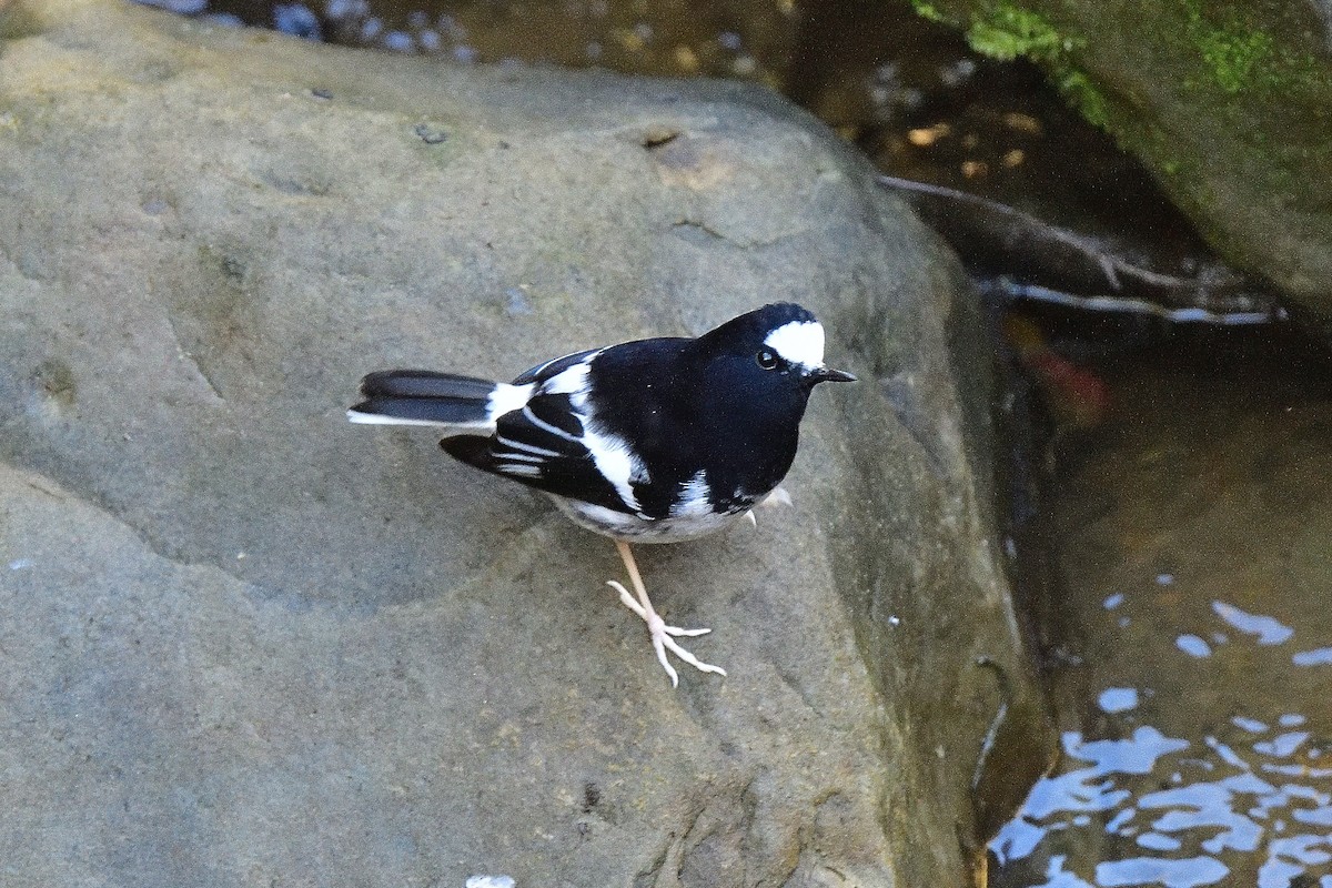 Little Forktail - ML645812621