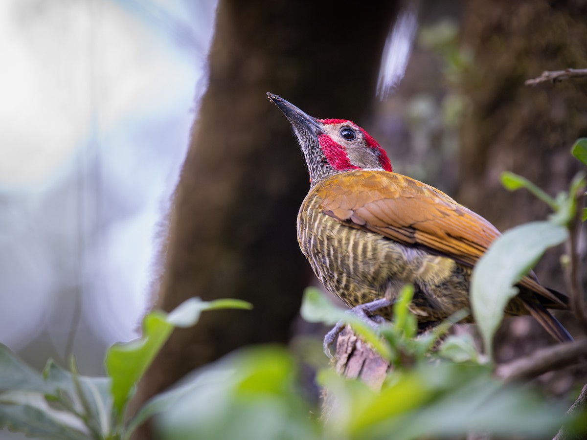 datel olivozlatý - ML645812622