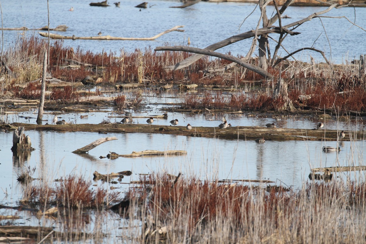 Green-winged Teal (American) - ML645812649