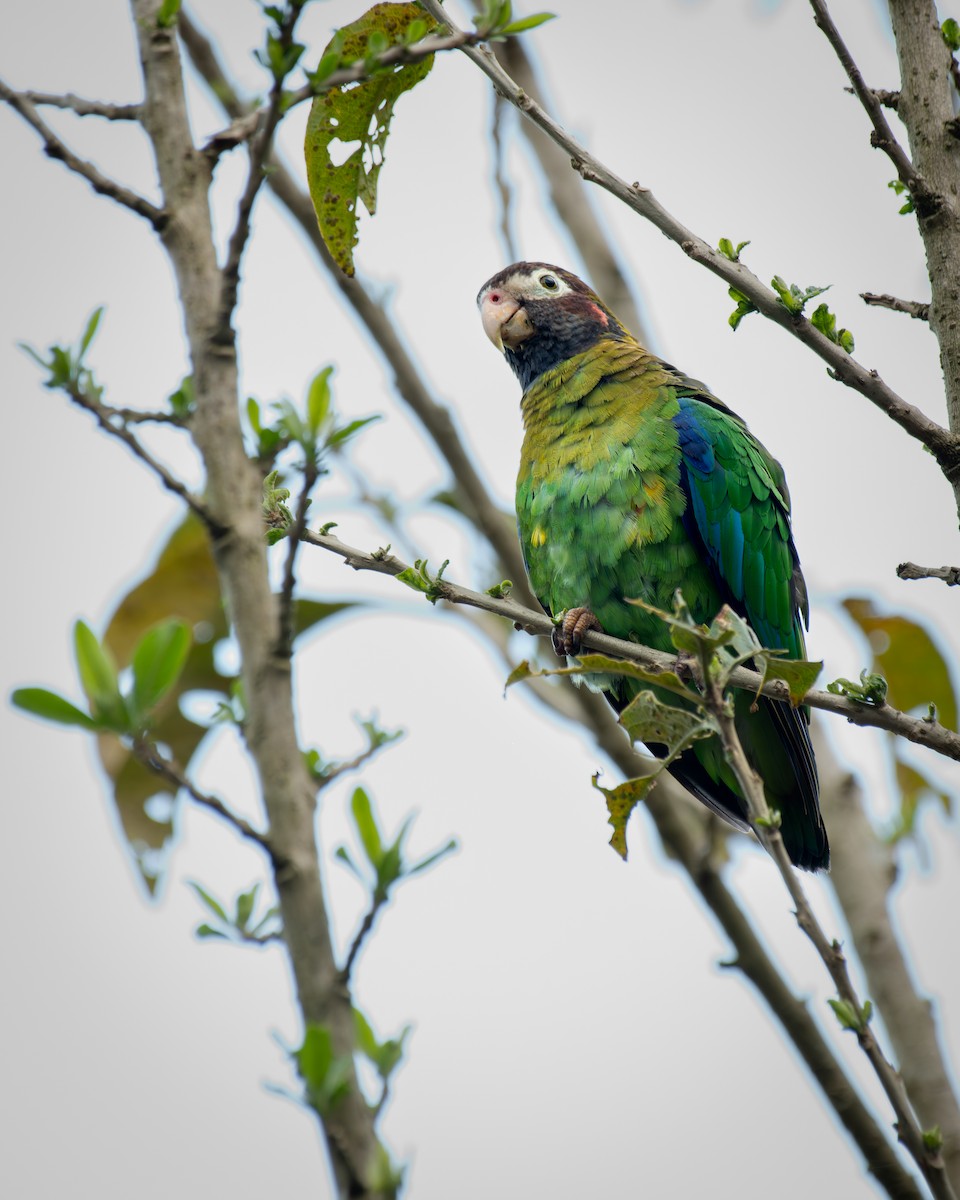 amazónek hnědohlavý - ML645812656