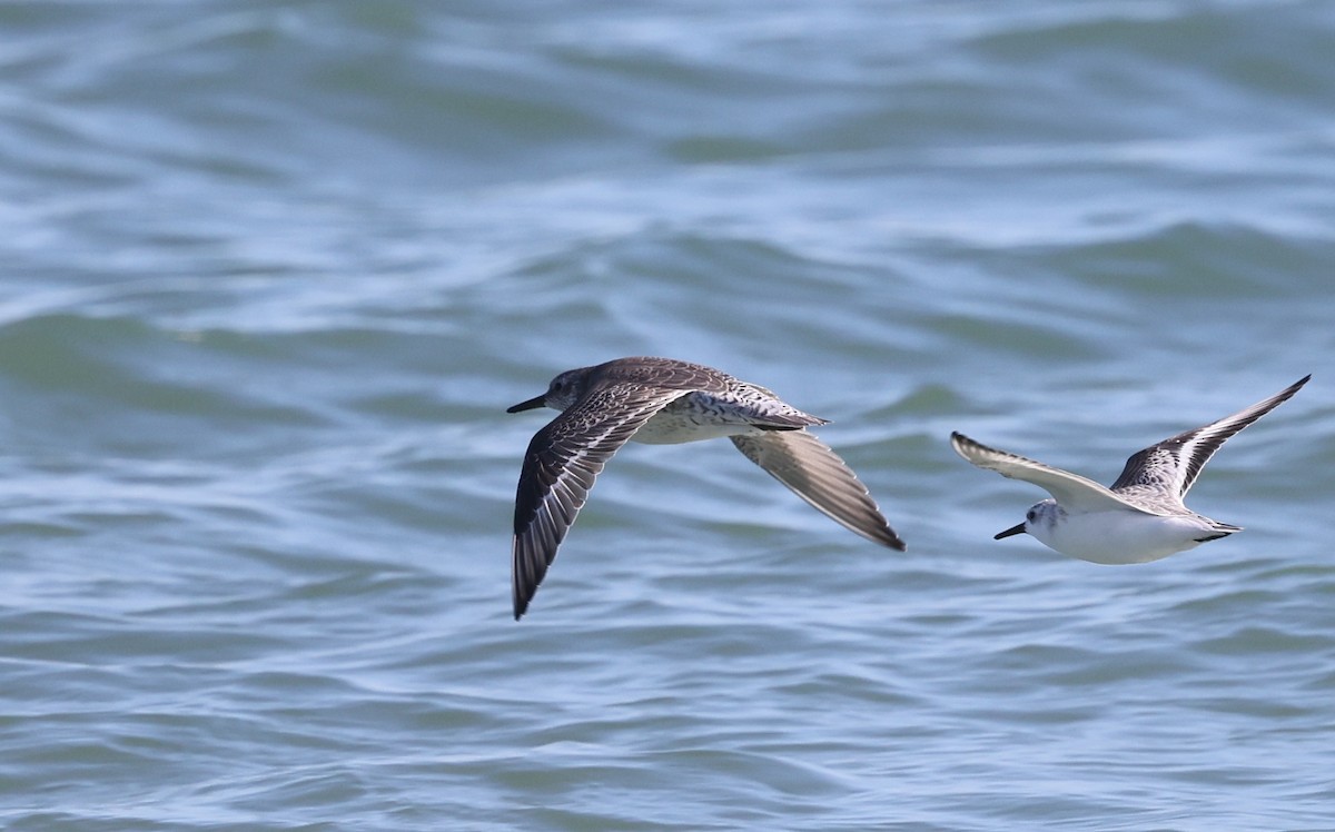 Bécasseau maubèche - ML645812662