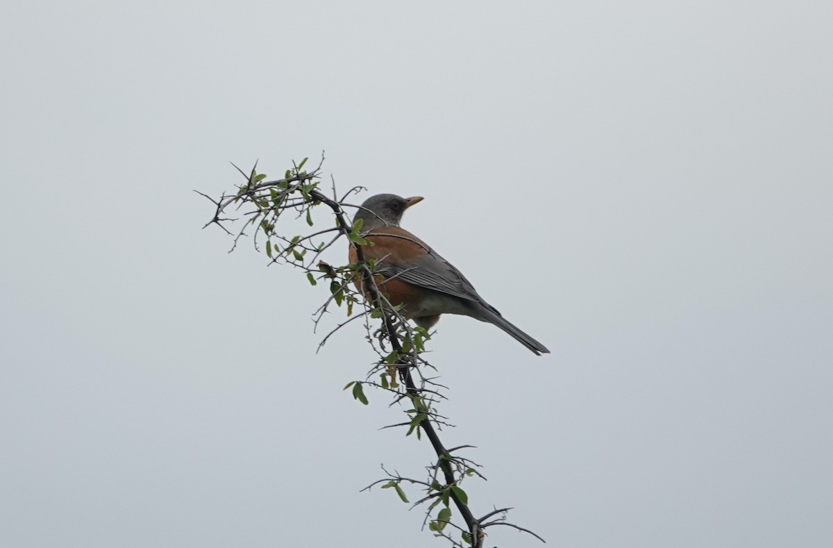 Rufous-backed Robin (Rufous-backed) - ML645812670