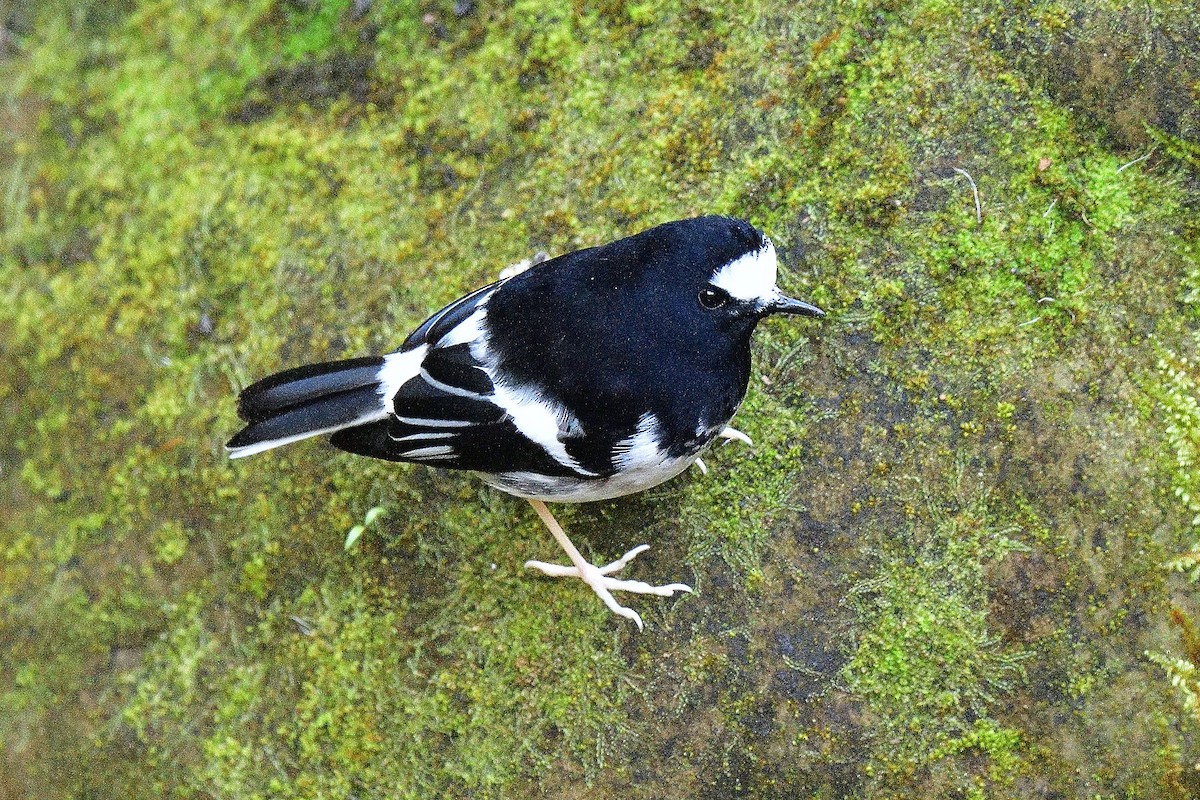 Little Forktail - ML645812671