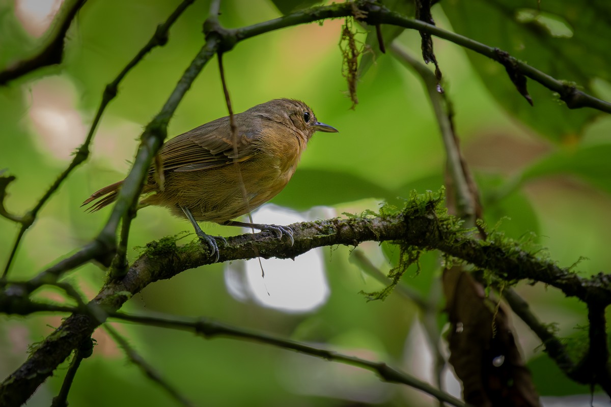 Кадук темноволий - ML645812672