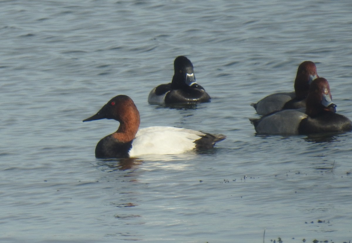 Murgilari bizkarzuria - ML645812674