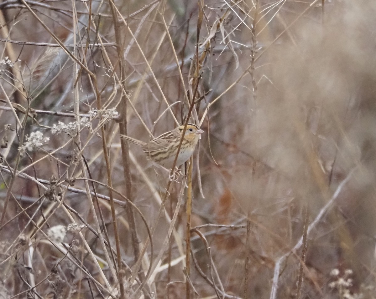 LeConte's Sparrow - ML645812677