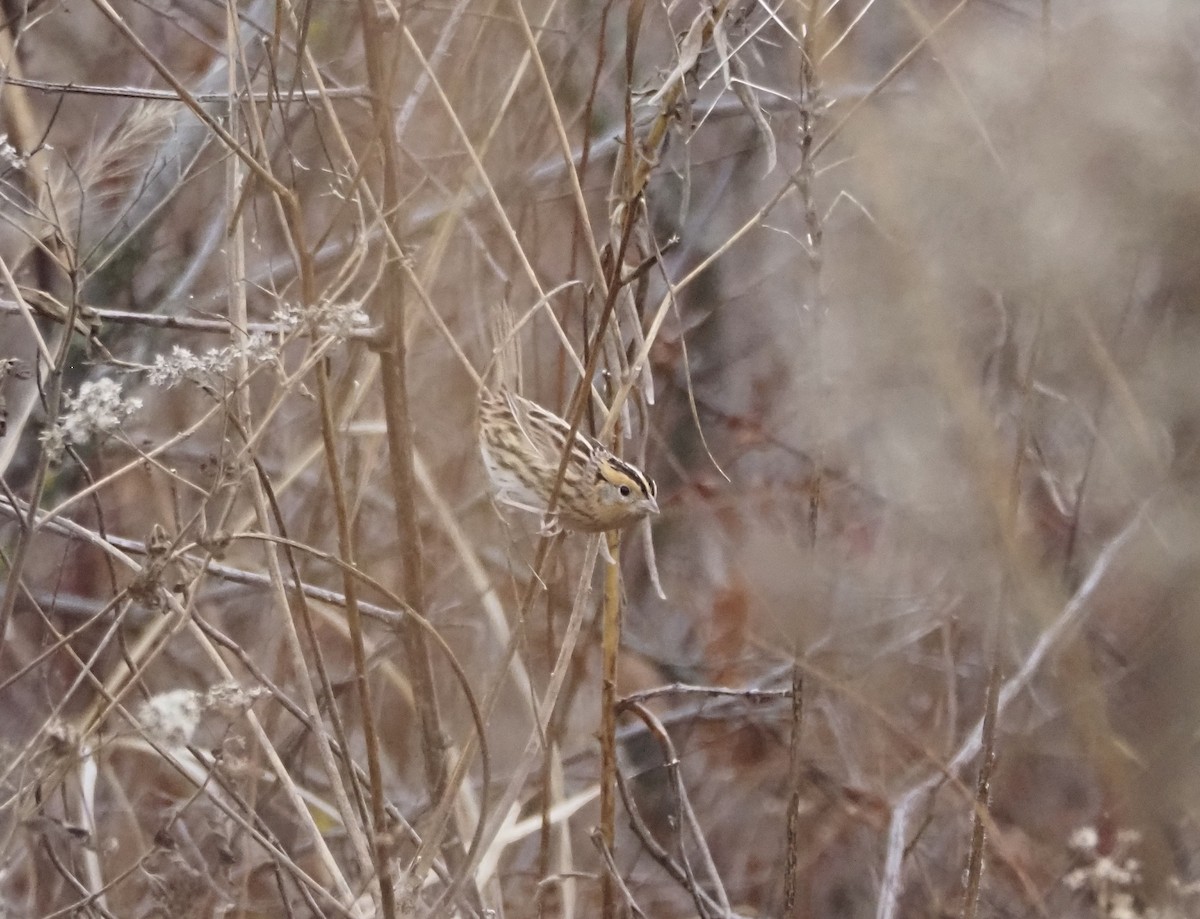 LeConte's Sparrow - ML645812680