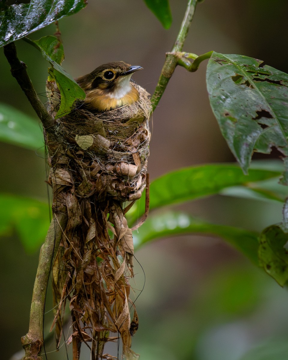White-throated Spadebill - ML645812682