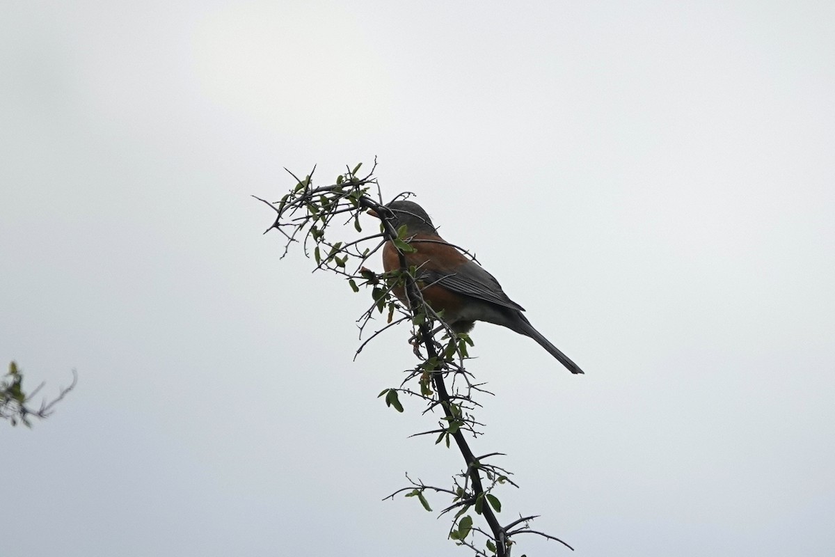 Rufous-backed Robin (Rufous-backed) - ML645812688